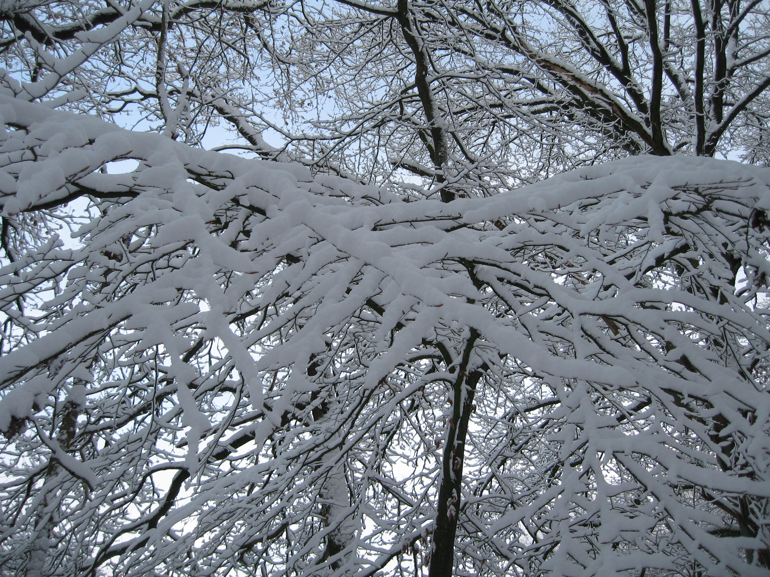 Snow frosted branches