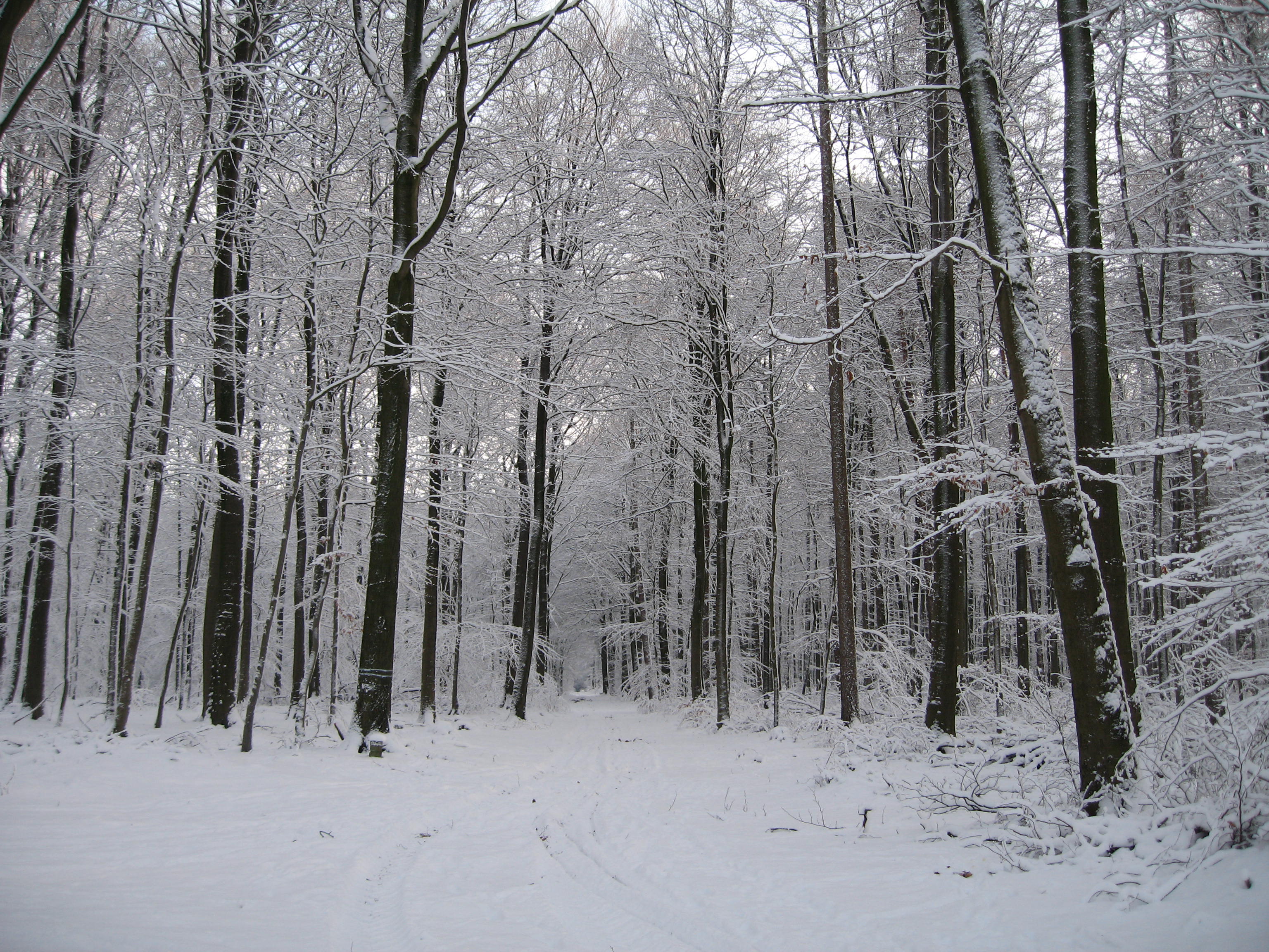 Snowy trees
