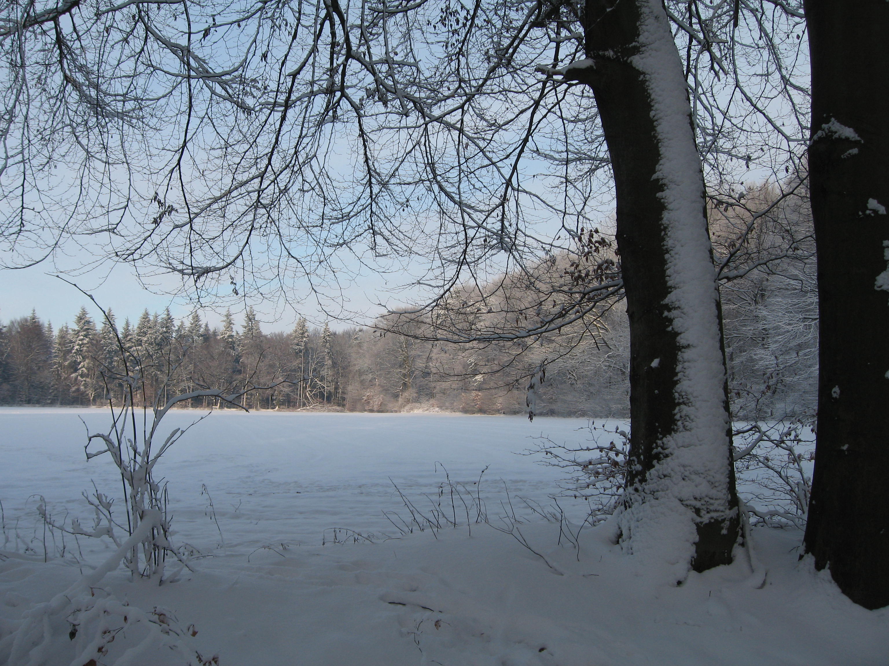 Snowy field