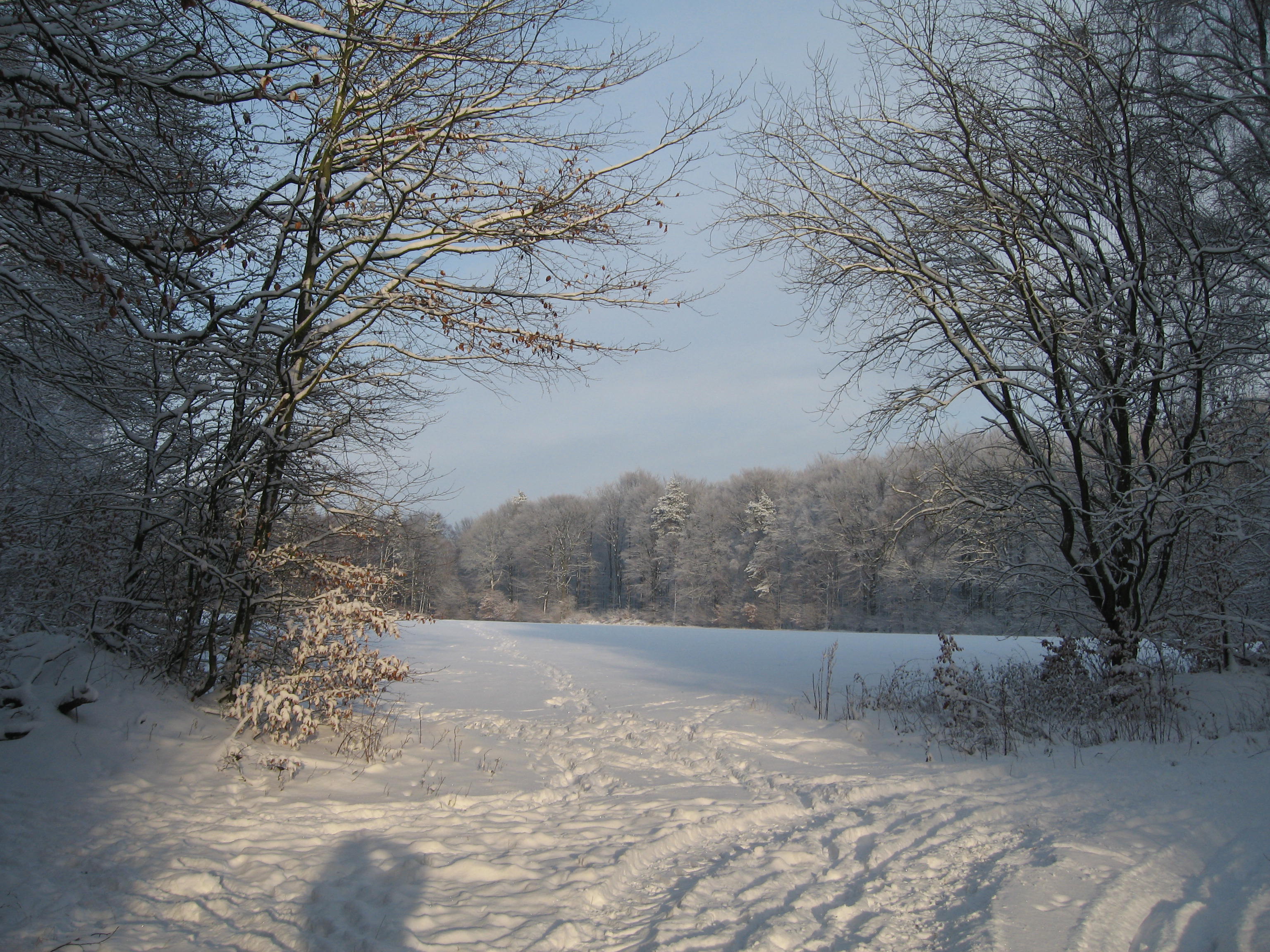 Snowy field