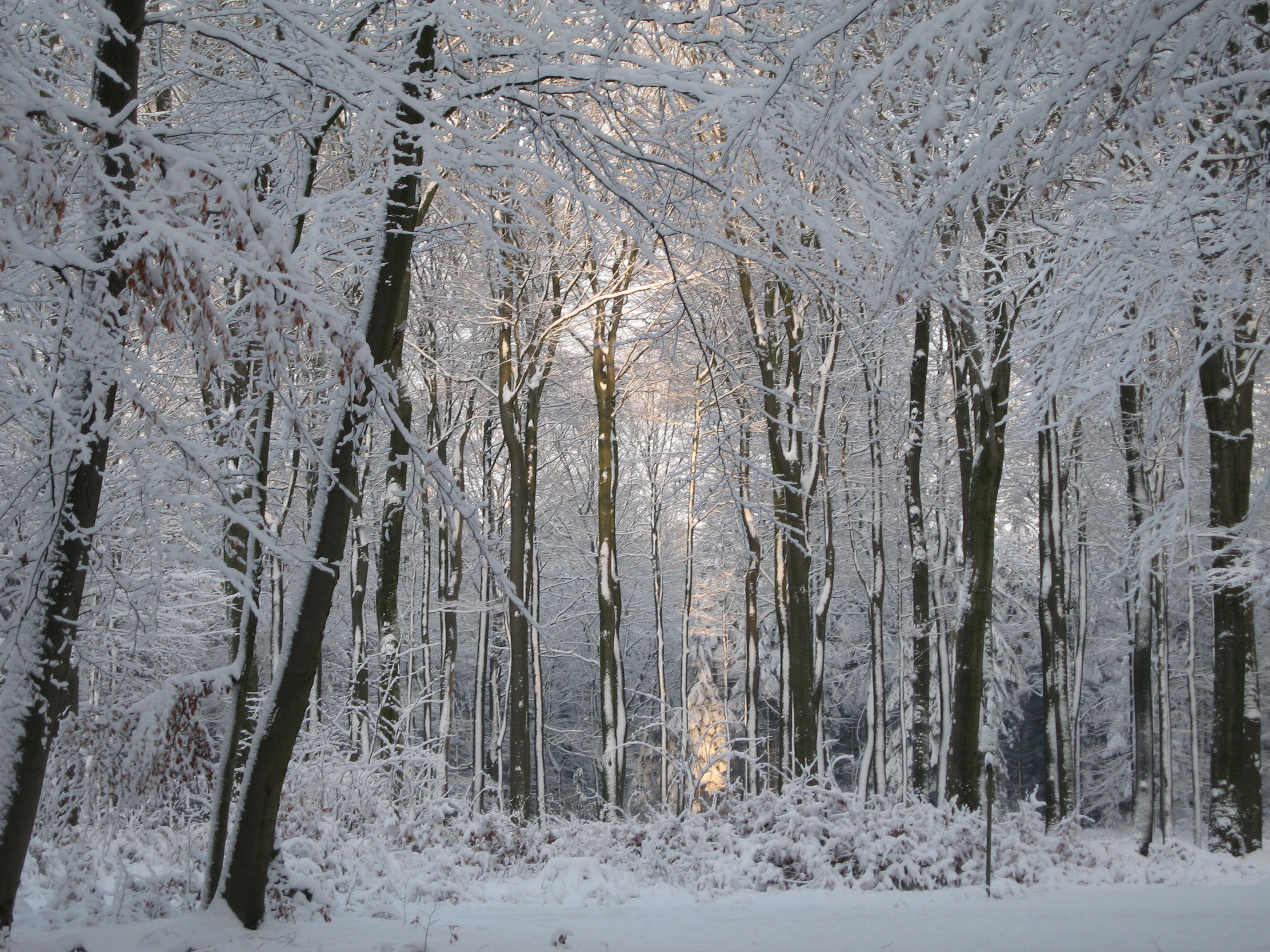Snowy trees