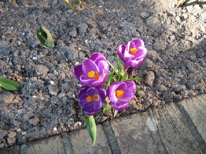 Crocus Blossoms