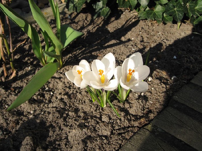 More crocus blossoms