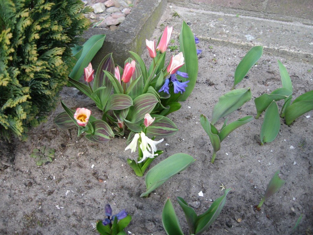 Tulips and Hyacinths