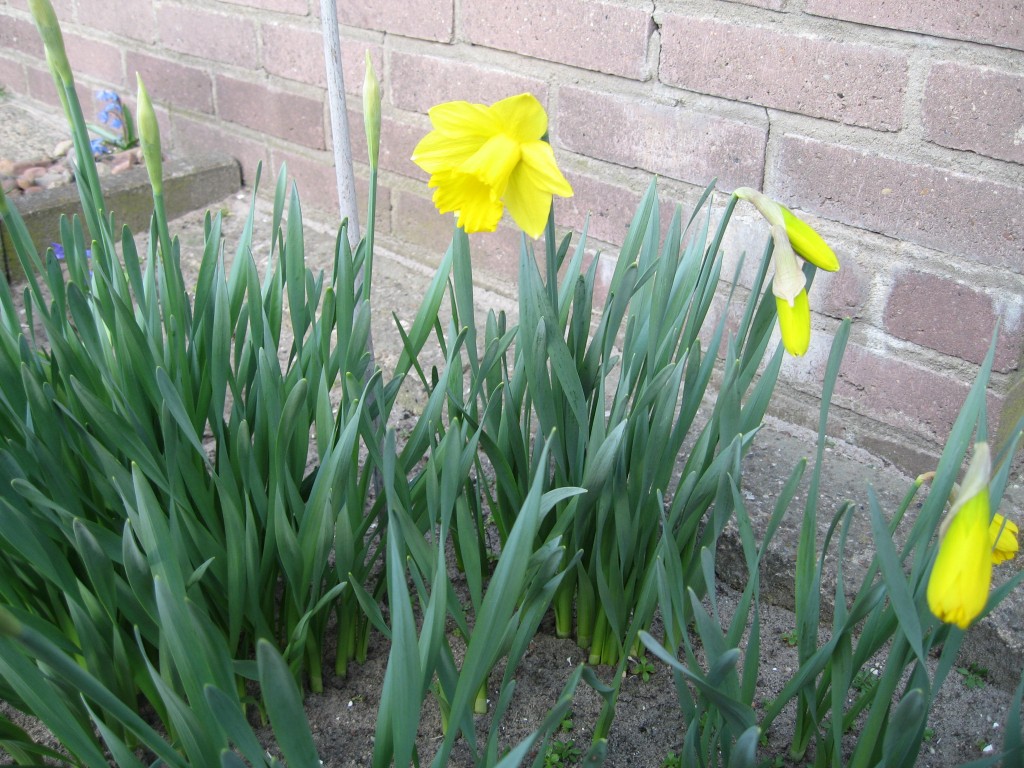 Daffodils