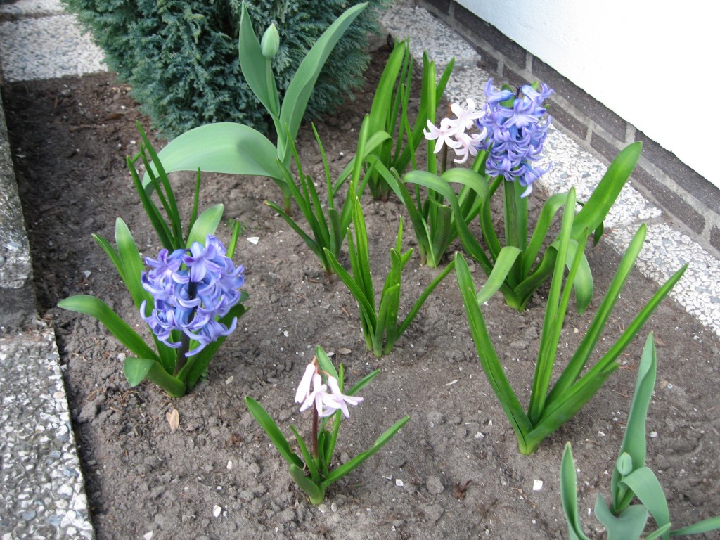 Hyacinths