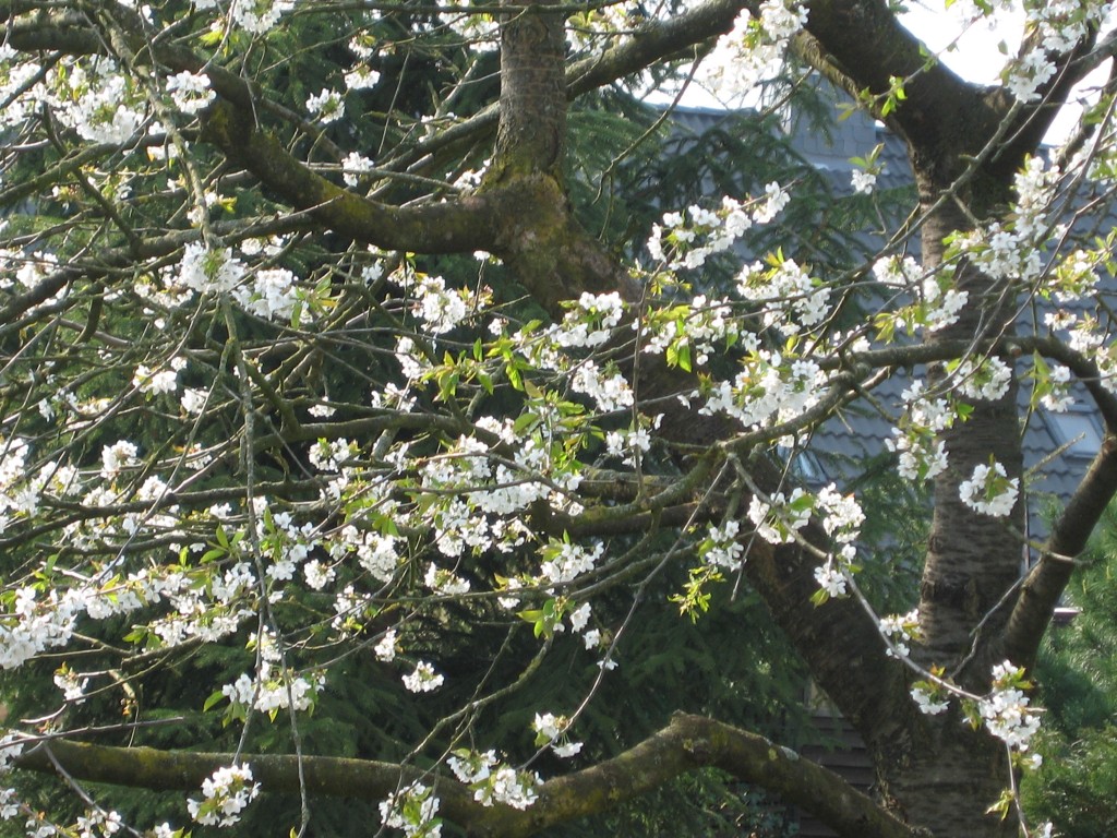 Apple blossoms