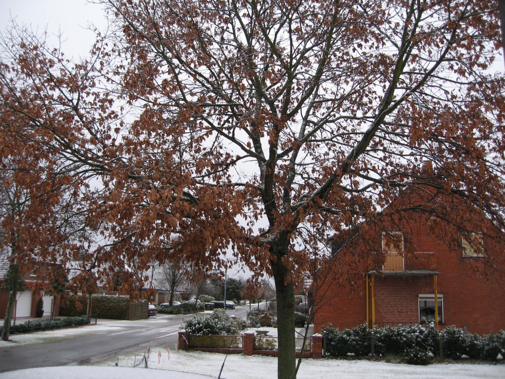 Snow tree