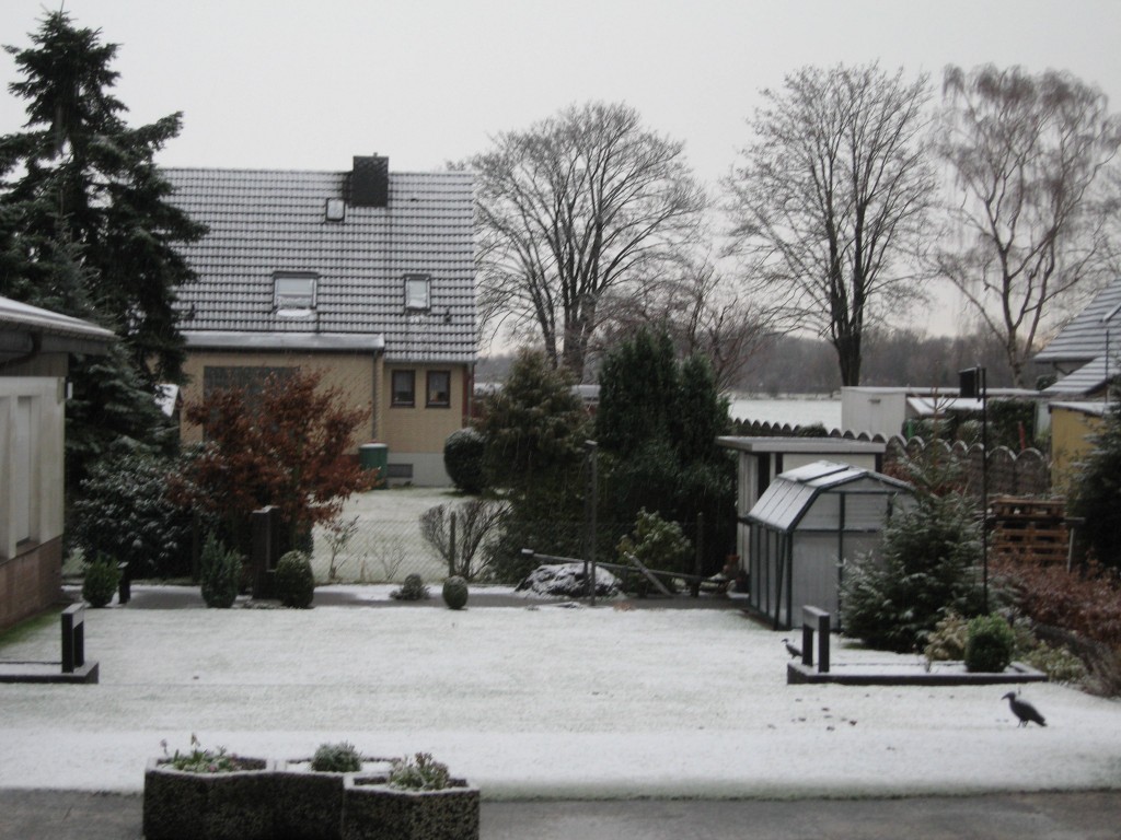Snowy garden