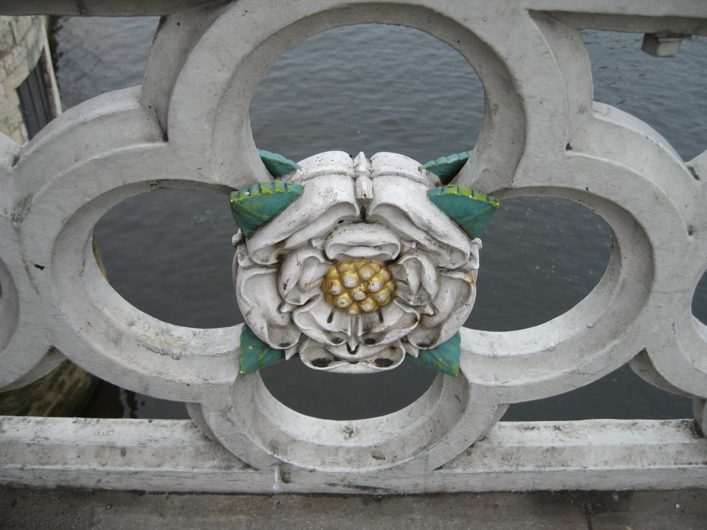 York white rose