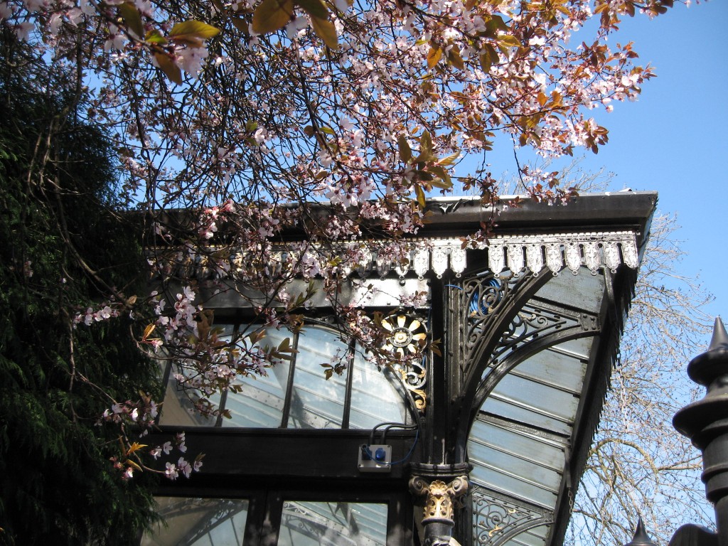 Bandstand and cherry blossoms