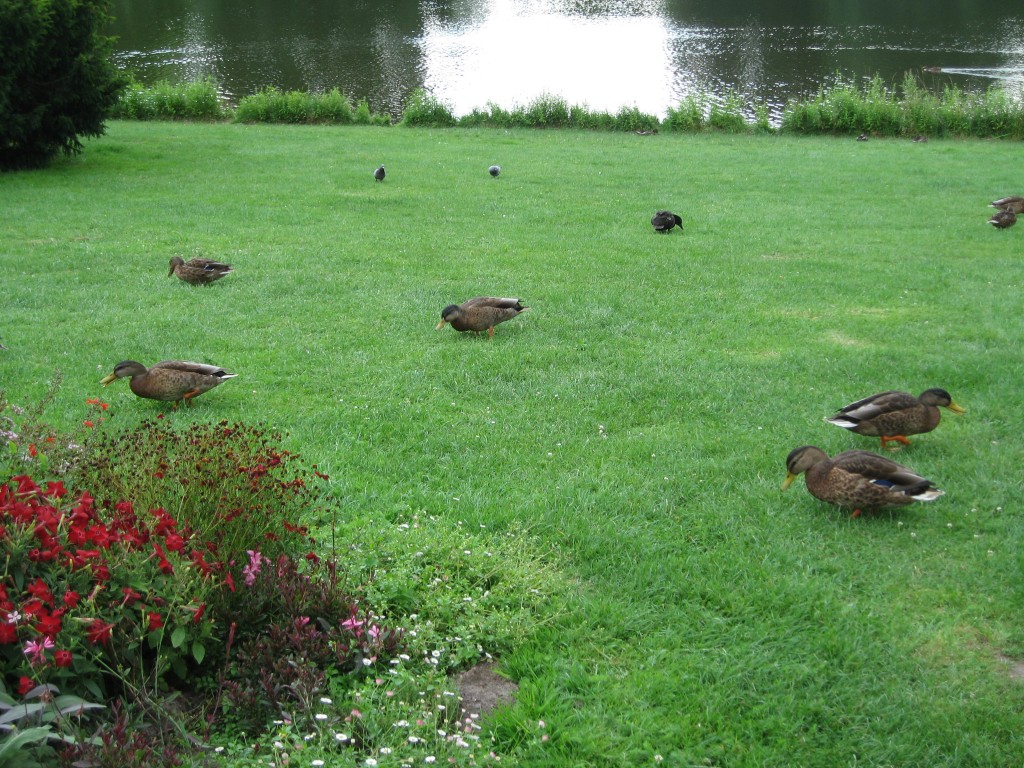 Ducks Maschteich