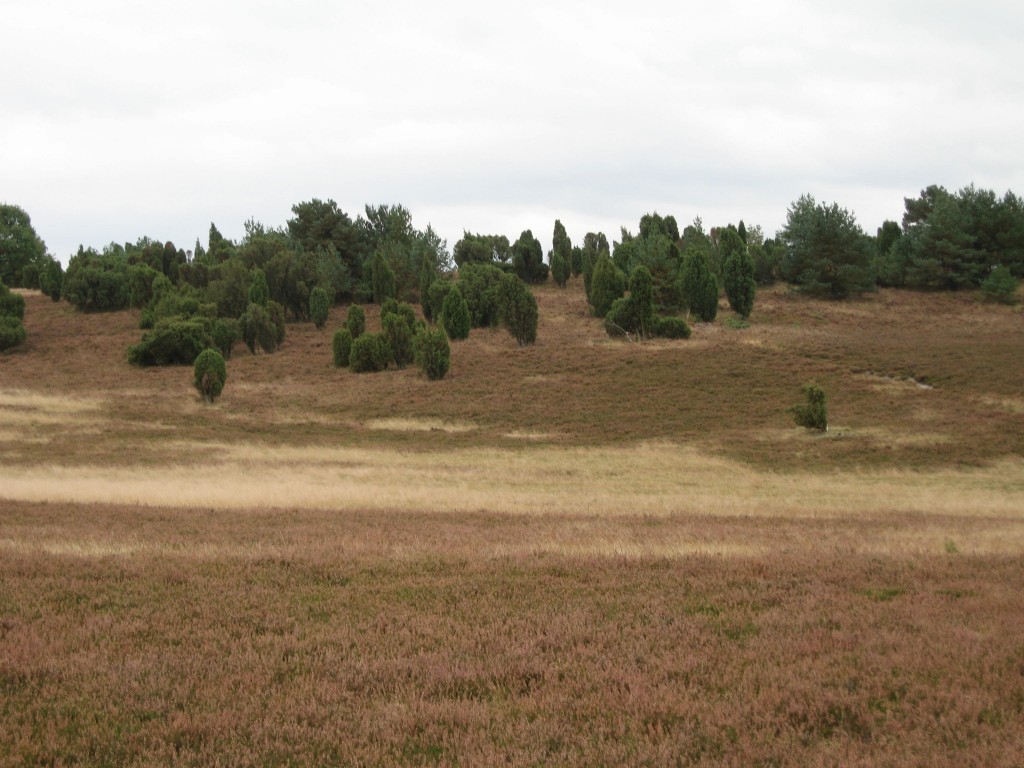 IMG_6271 Heath scenery
