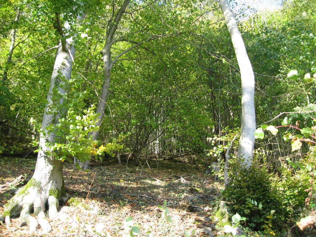 Weserbergland - woods