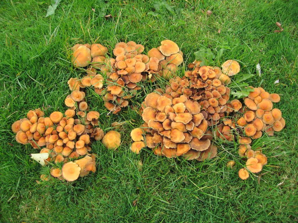 Roadside fungi