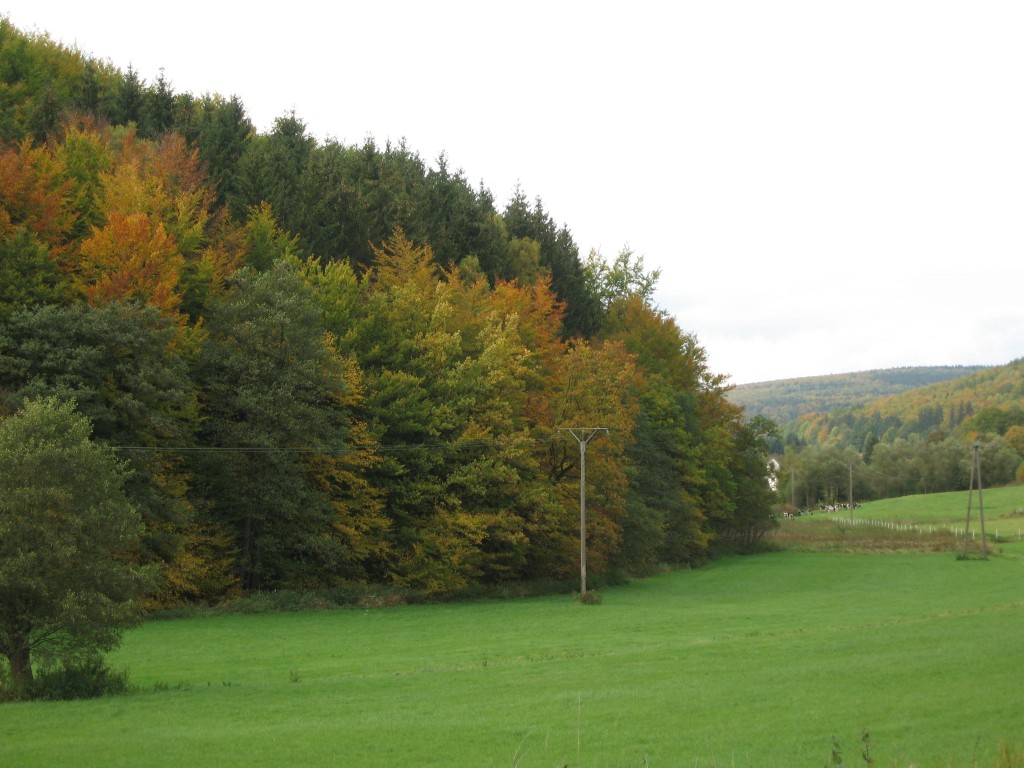 Autumn leaves in the Solling