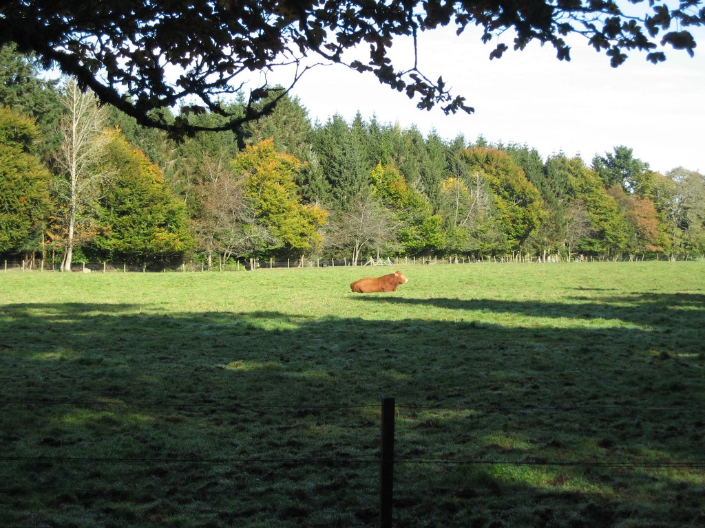 Crathes Castle cow