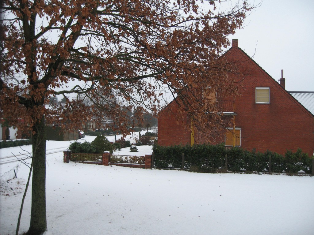 Snowy meadow