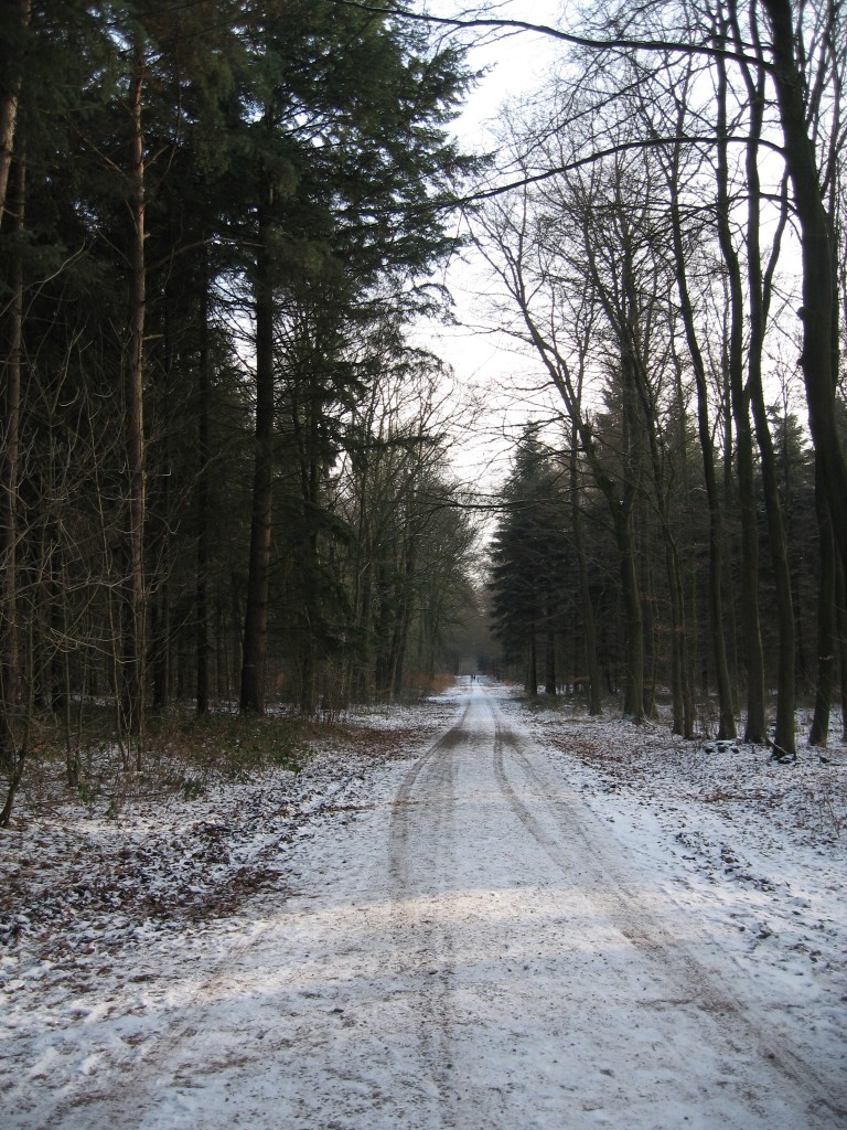 Snowy path
