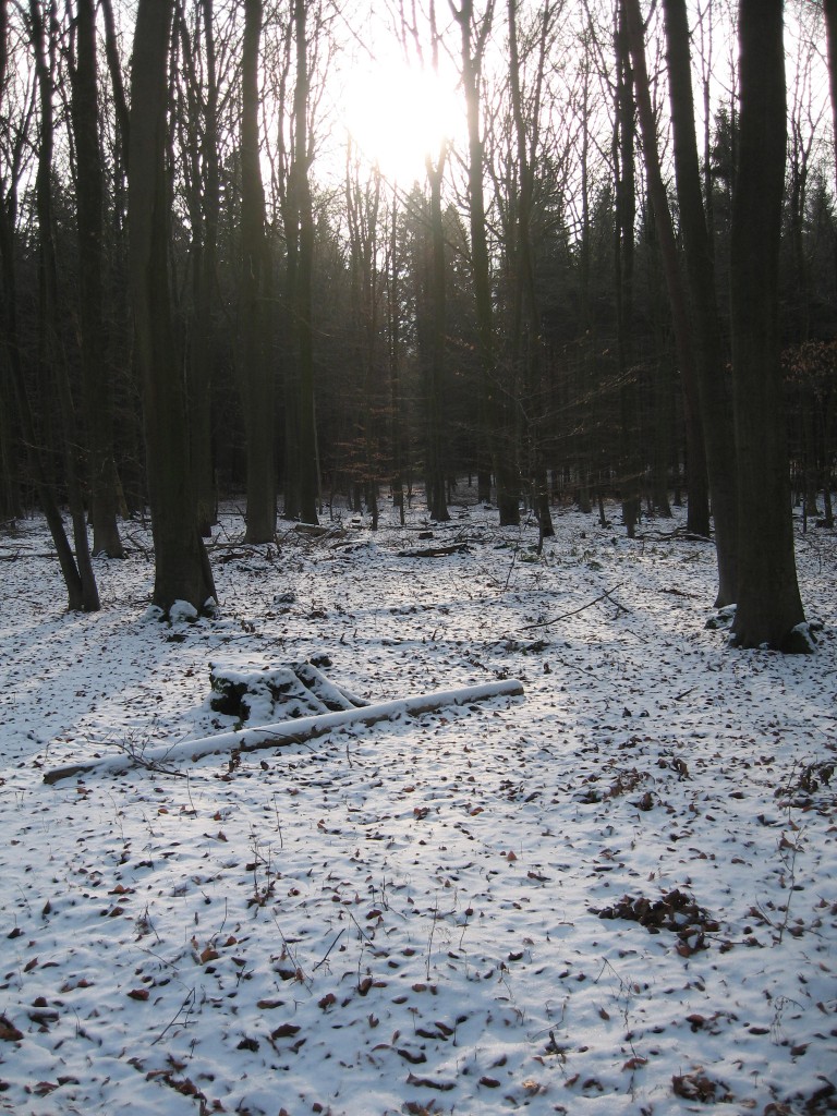 Snowy woods