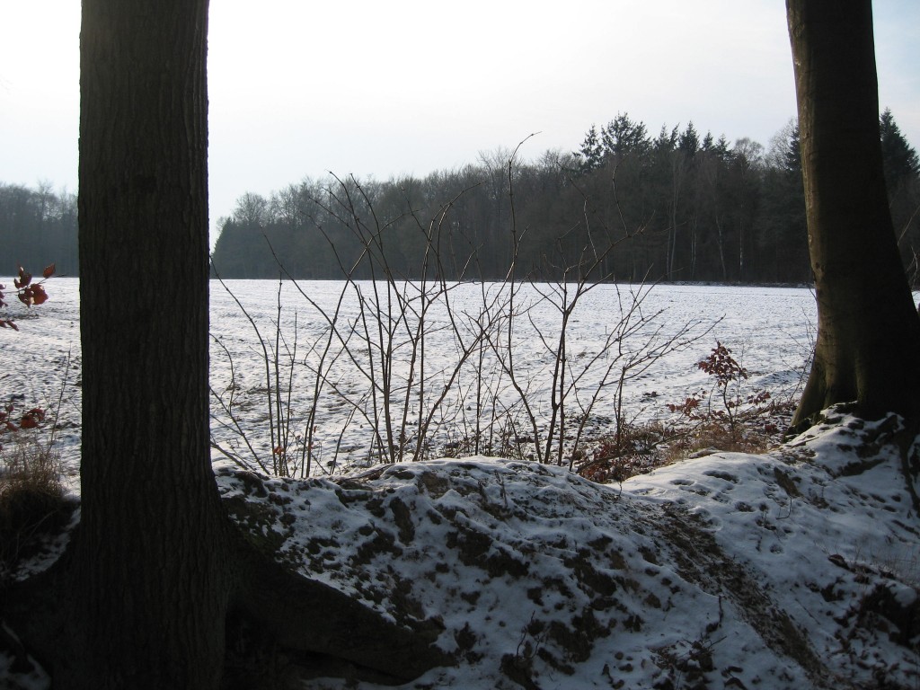 Snowy field