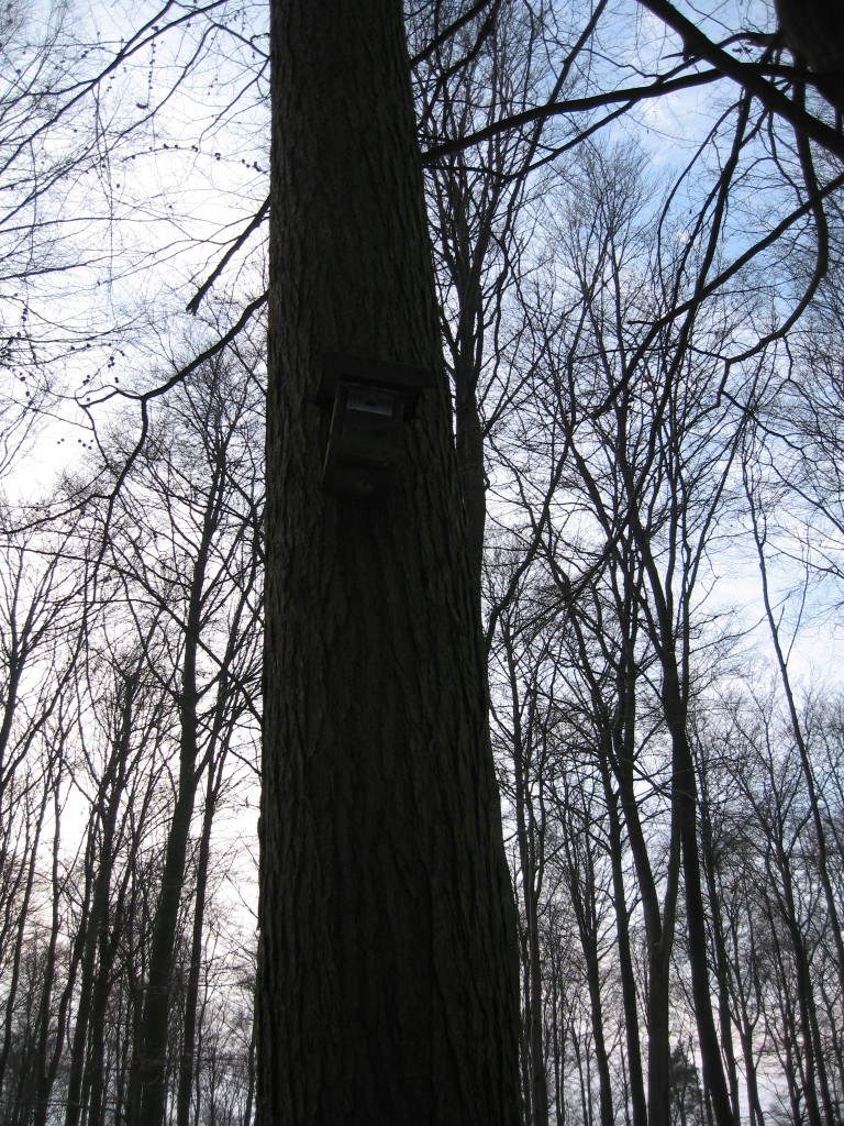 Bare branches