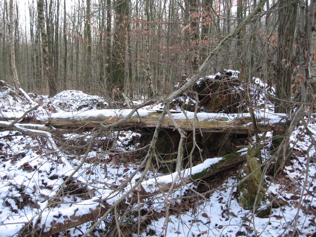 Snowy dead trees