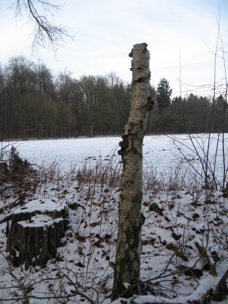 Snowy dead tree