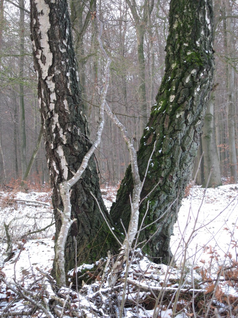 Snowy forked tree