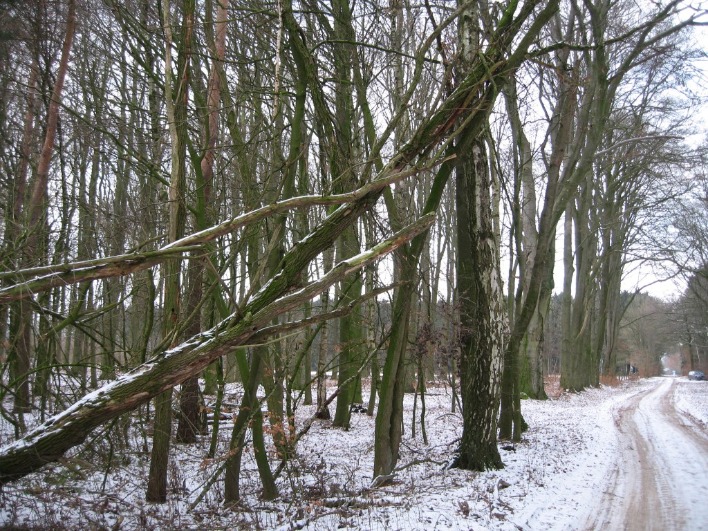 Snowy trees