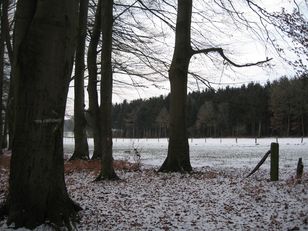 Snowy wood edge