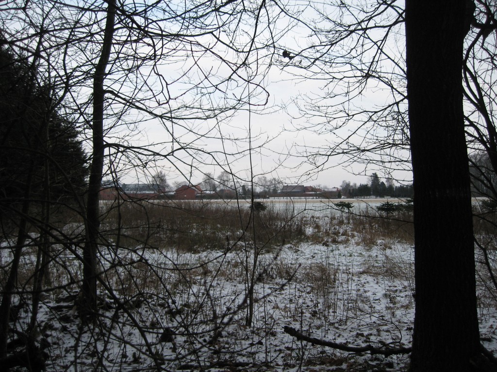 Snowy wood edge