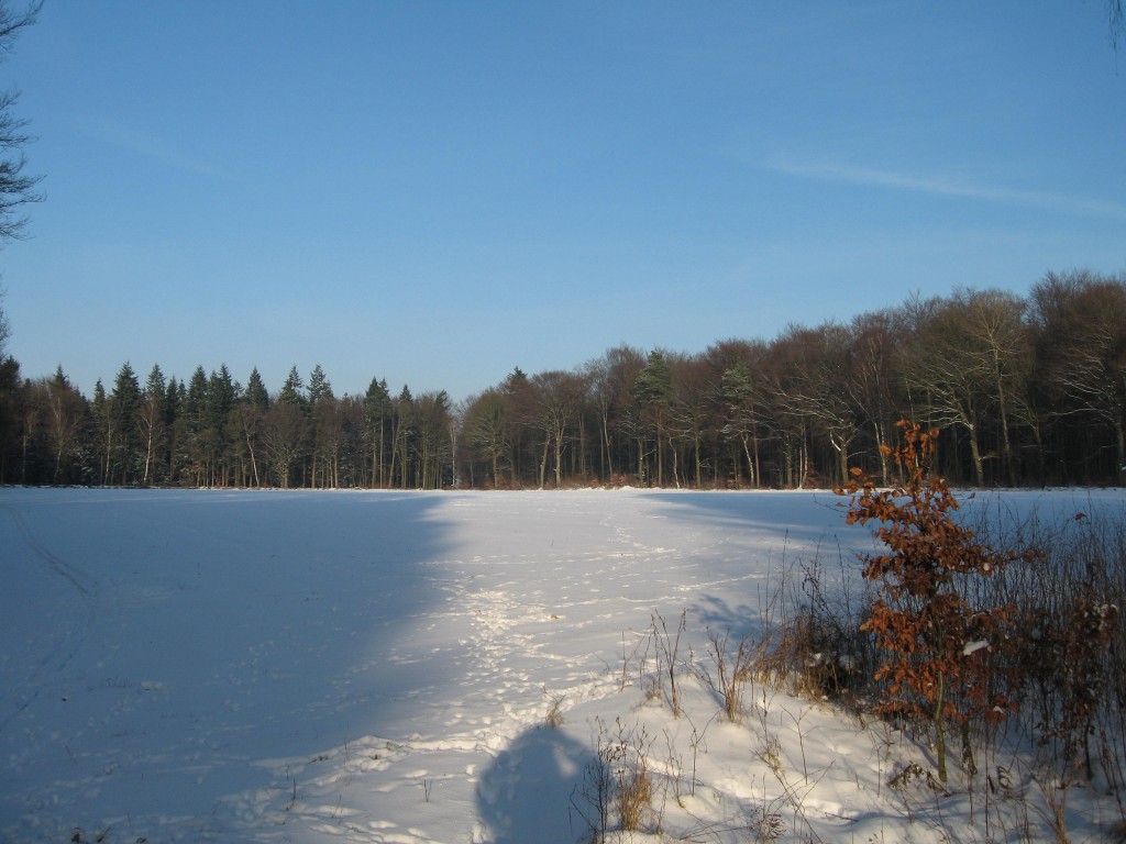 Snowy field