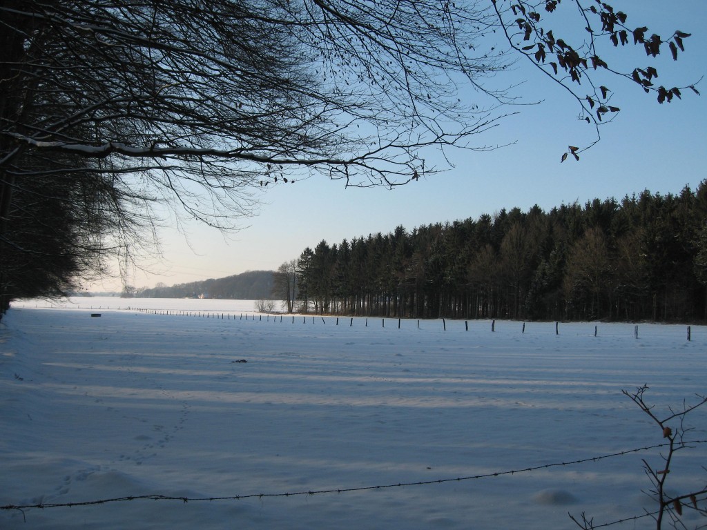 Snowy field