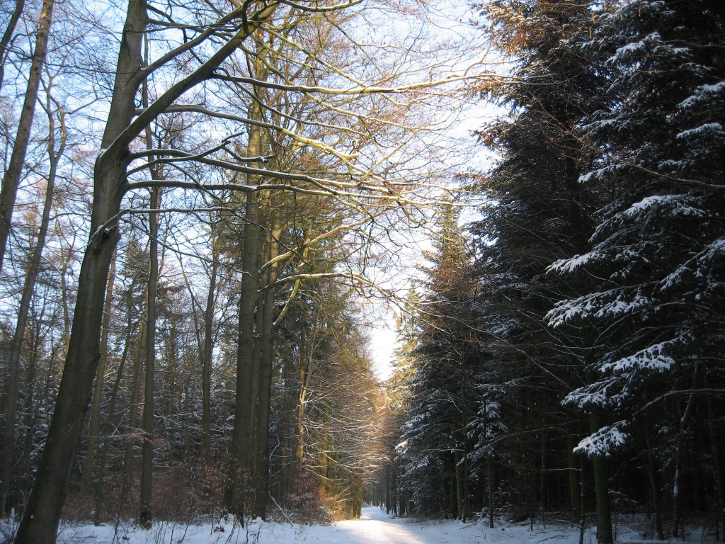 Snowy path
