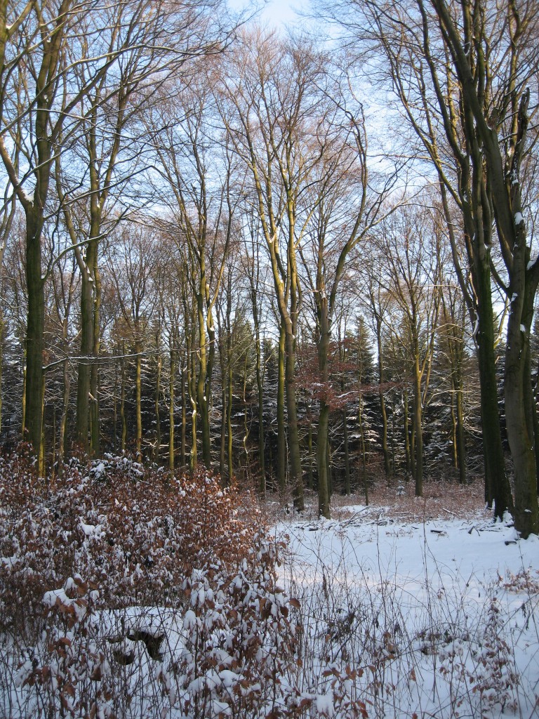 Snowy woods