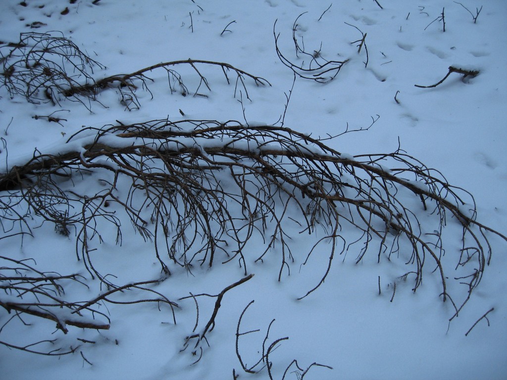 Snowy branch