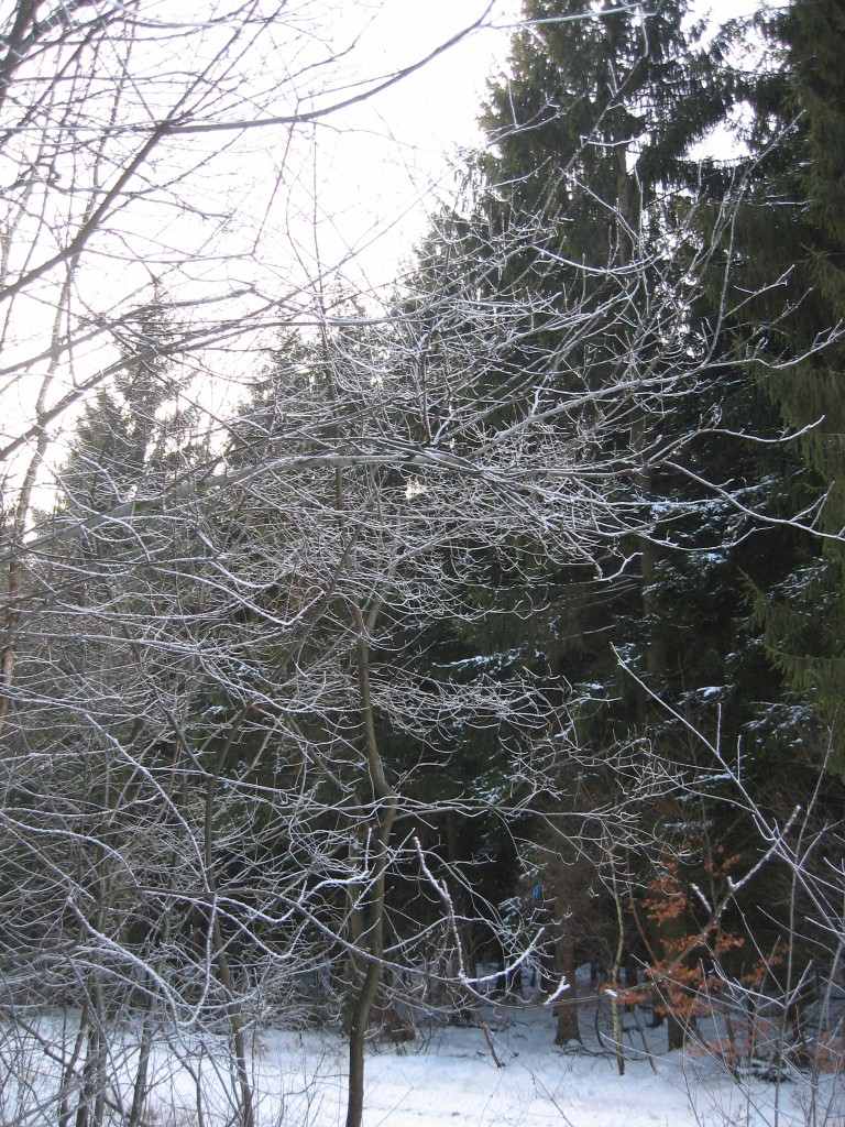 Hoarfrost