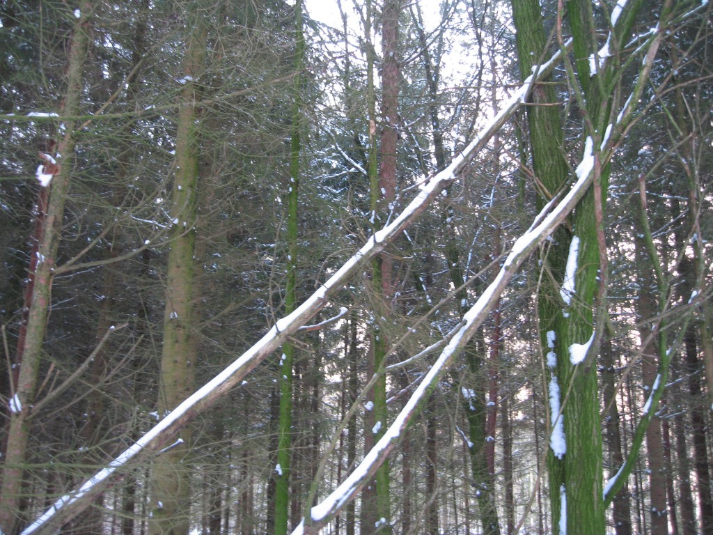 Snowy trees