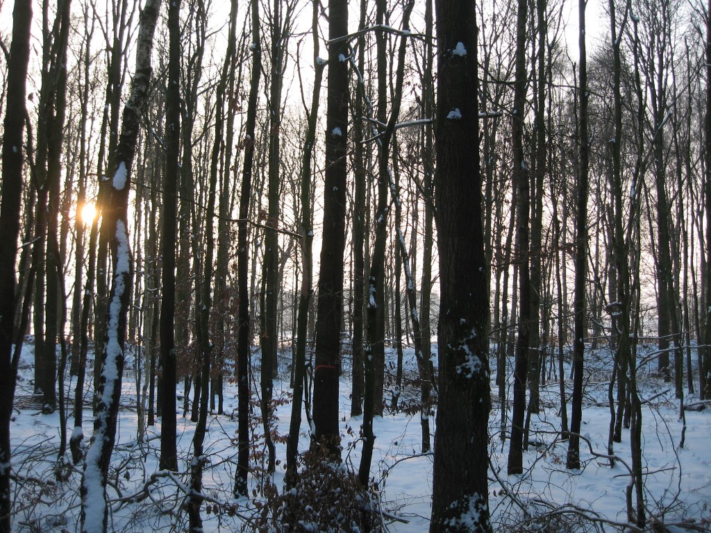 Snowy woods