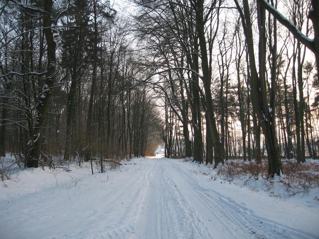 Snowy path
