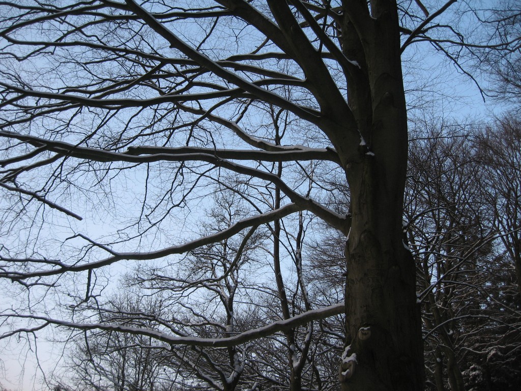 Winter wood branches