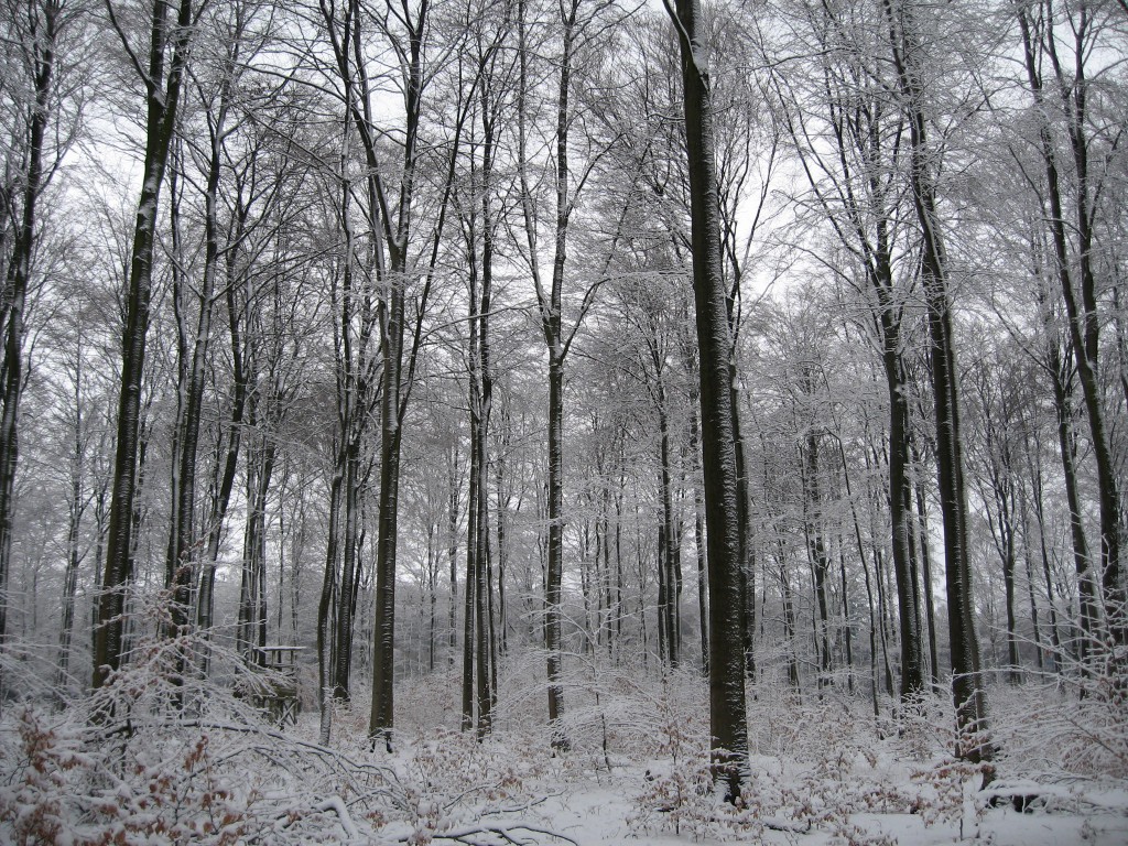 Snowy woods