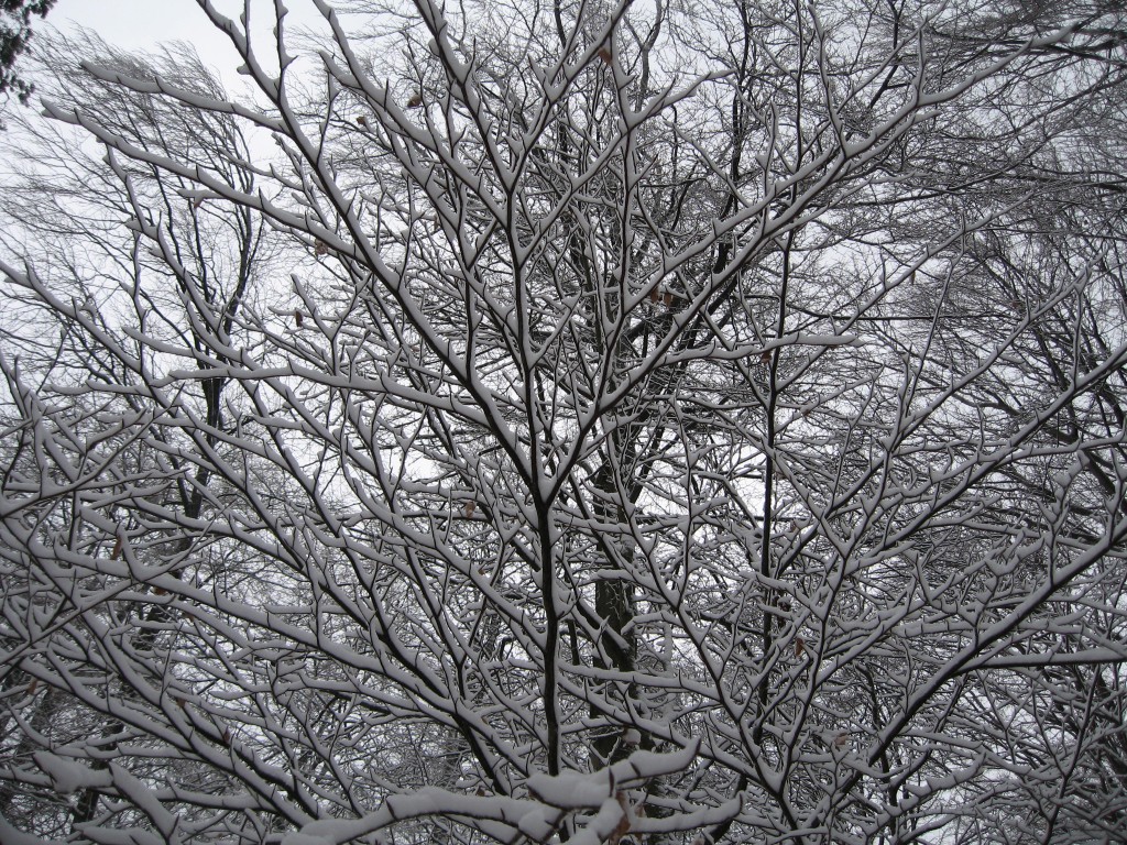Snow frosted branches