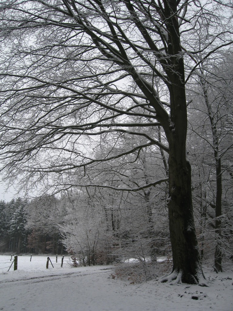 Snowy tree