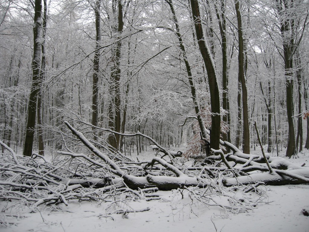 Snowy woods
