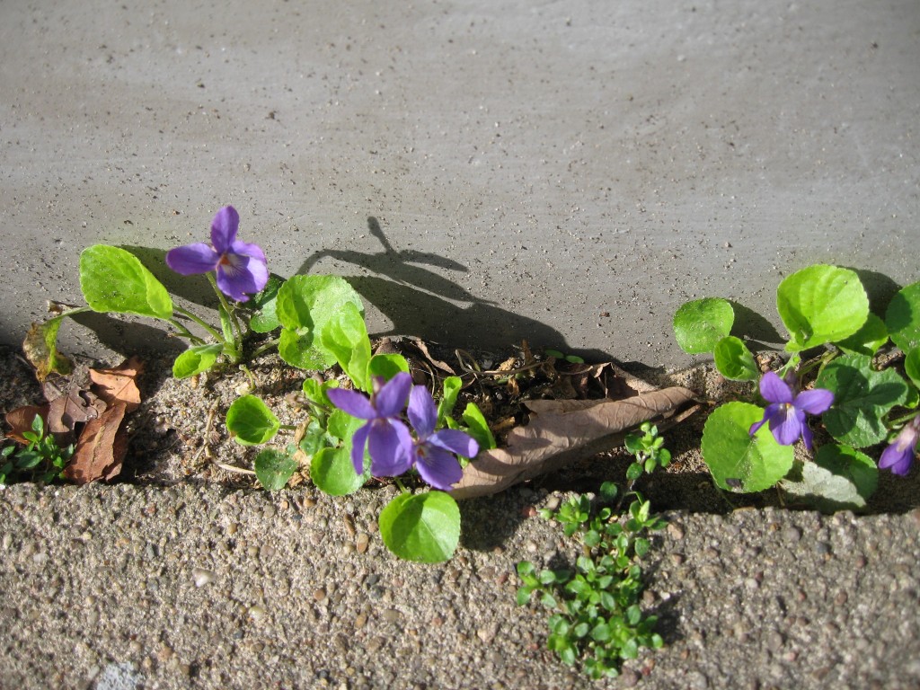 Violets