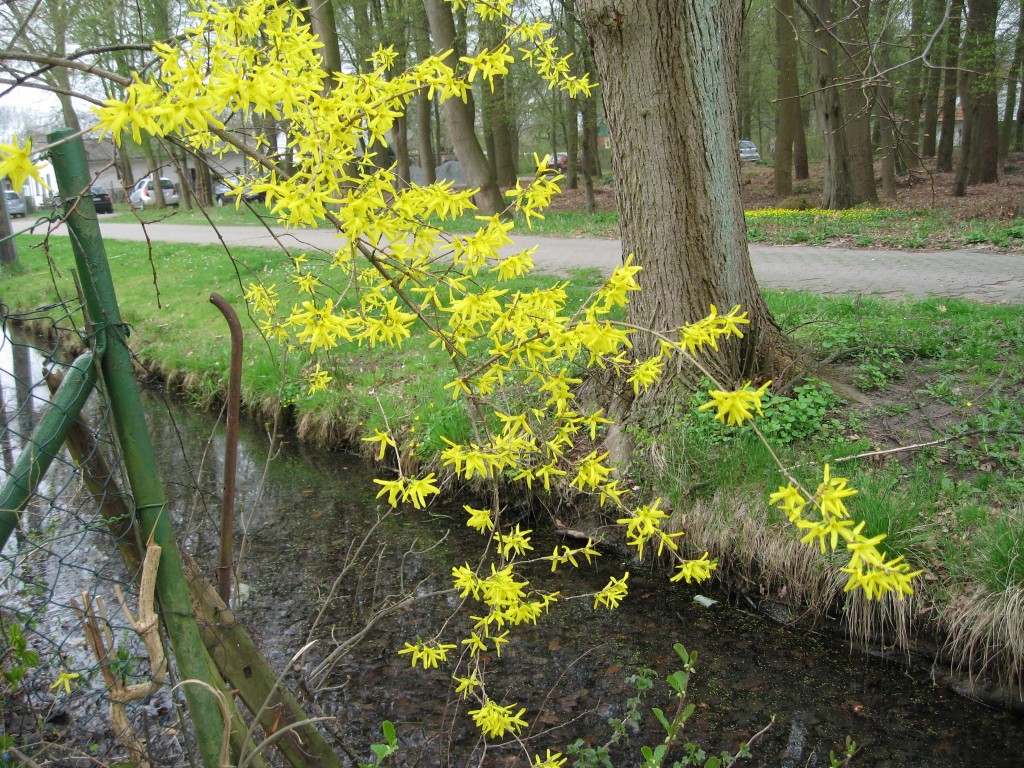 Brook with forsythia