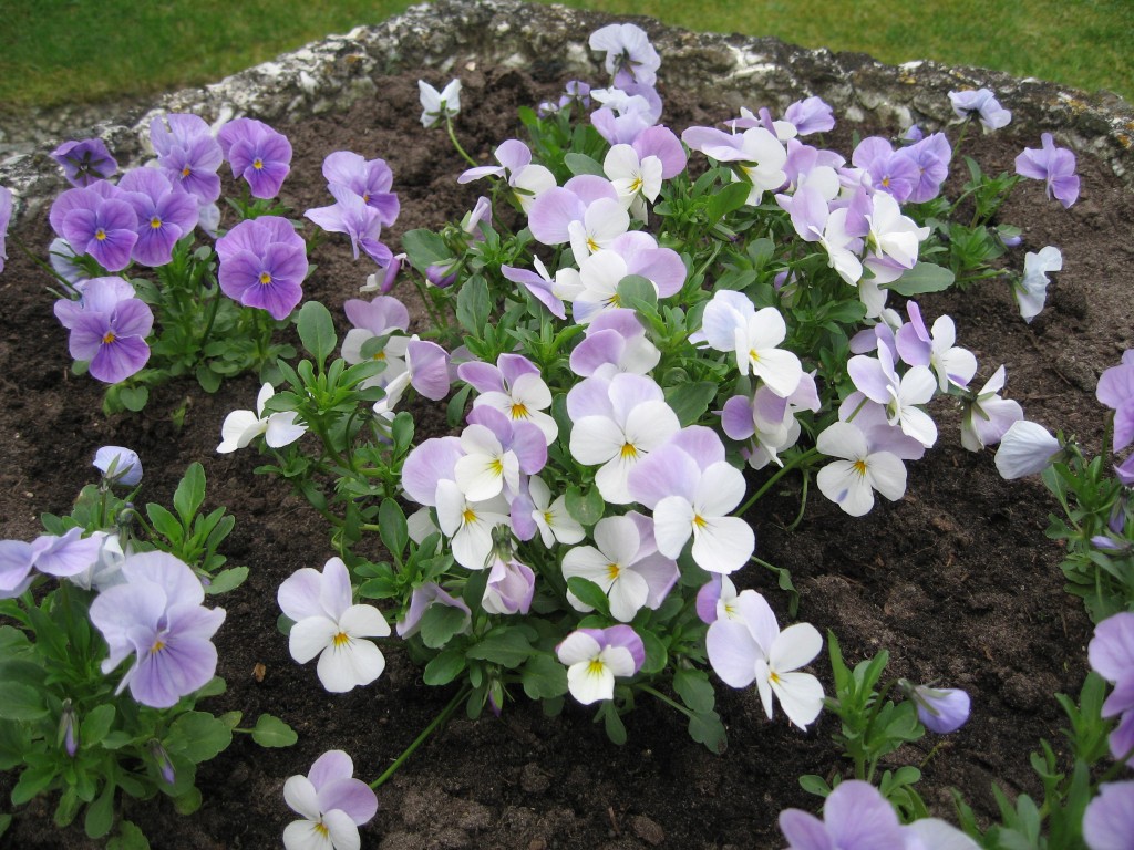 Pansies