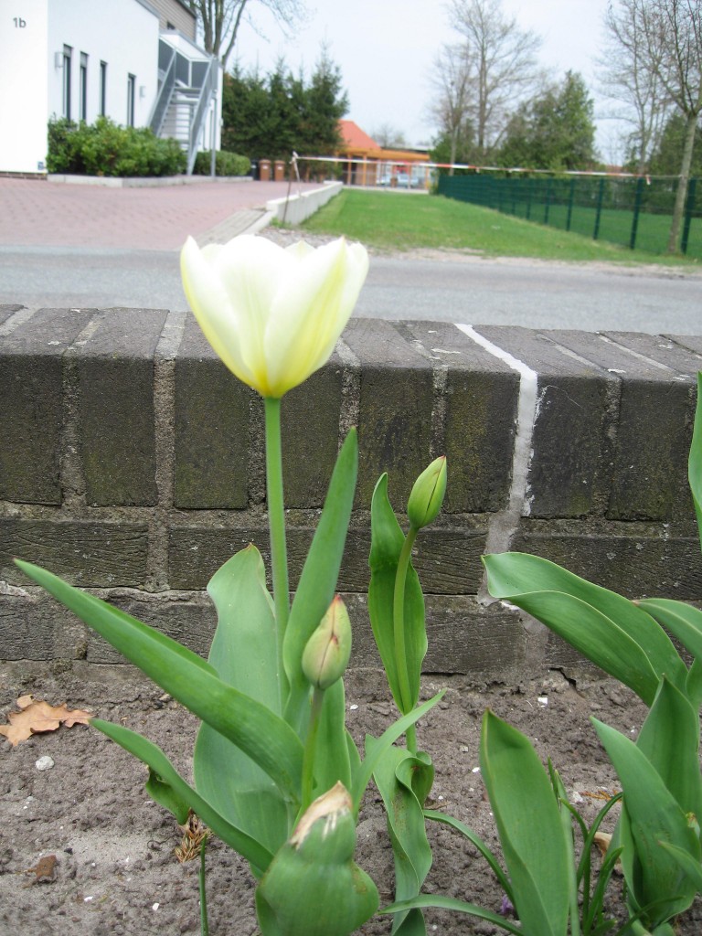 White tulip